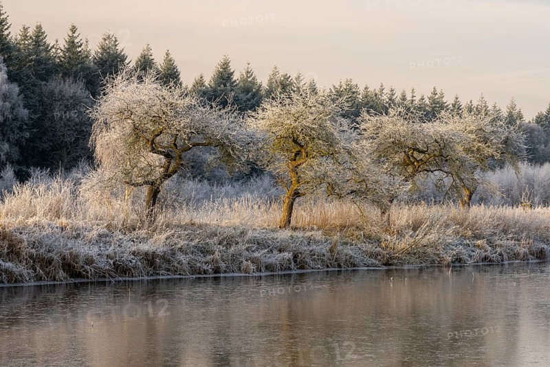 Winter hoarfrost at Ahlhorn fish ponds, Ahlhorn fish ponds, Ahlhorn, Lower Saxony, Germany