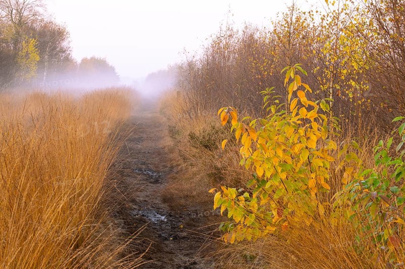 Fog is lying over the moor in Molberger Dose, Molbergen, Lower Saxony, Germany