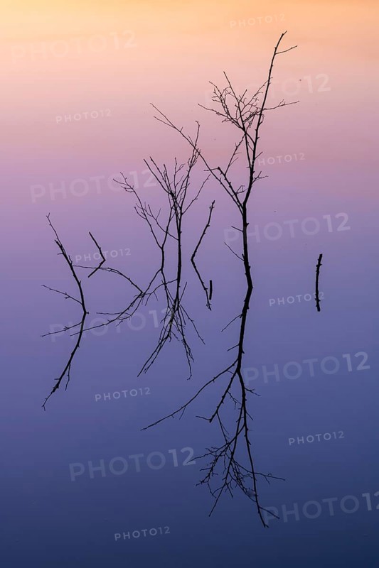 Birch (Betula) reflected in the water at dawn in the Molberger Dose, Hochmoor, Molbergen, Lower Saxony, Germany