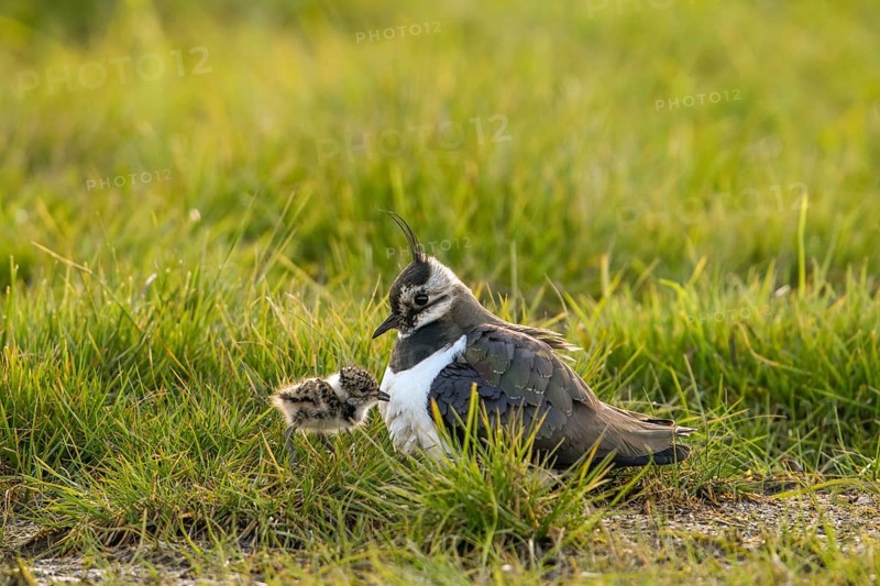 A lapwing (Vanellus vanellus) with its chick in down plumage in the tall grass of a wet meadow, Dümmer nature park Park, Lower Saxony, Germany