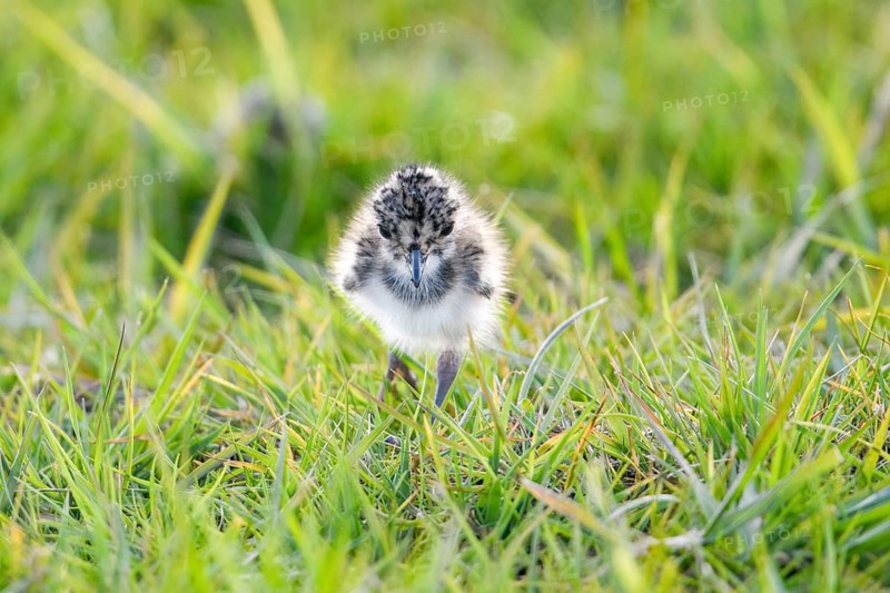 A lapwing chick (Vanellus vanellus) in down plumage in the tall grass runs curiously through a wet meadow, peaceful and natural scene, Dümmer nature park Park, Lower Saxony, Germany