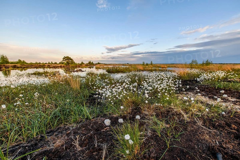 Moorland landscape with white fruiting cotton grass, image radiates vastness and openness, Restored Peatland, Rhedener Geestmoor, Lower Saxony, Germany
