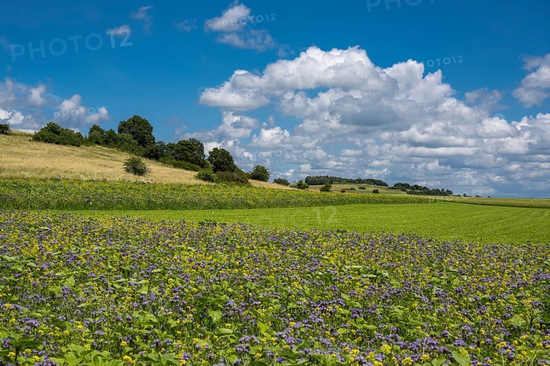 Summer landscape in the Eifel, Blankenheim, North Rhine-Westphalia, Germany