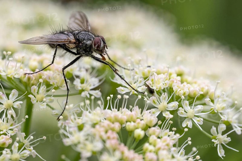 Schröter caterpillar fly (Dinera ferina), Blankenheim, North Rhine-Westphalia, Germany