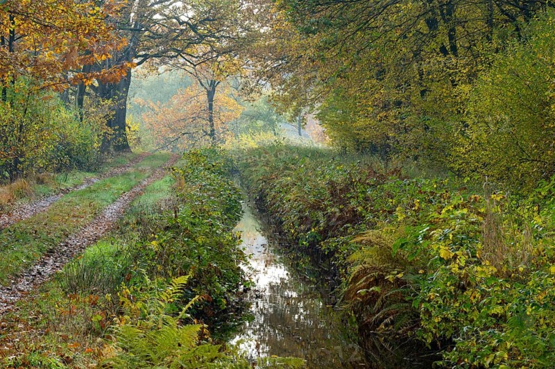 Autumn at the Ahlhorn fish ponds, forest, Ahlhorn, Lower Saxony, Germany