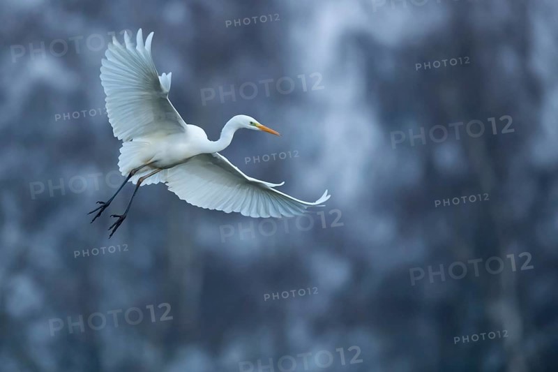 Great White Egret (Ardea alba, syn.: Casmerodius albus, Egretta alba), Dümmer, Lembruch, Lower Saxony, Germany
