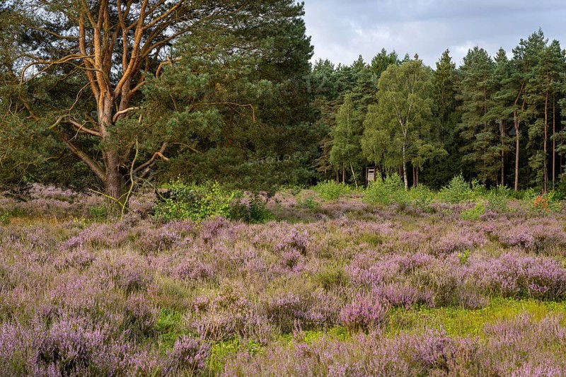 Flowering heather (Calluna vulgaris) at the Ahlhorn fish ponds in late summer, high seat, hunting, Ahlhorn, Lower Saxony, Germany
