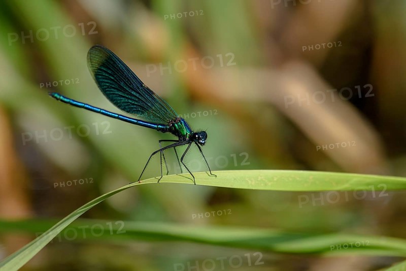 A Banded demoiselle (Calopteryx splendens) sitting on a curved leaf, iridescent wings glistening in the sun, Lower Saxony, Germany