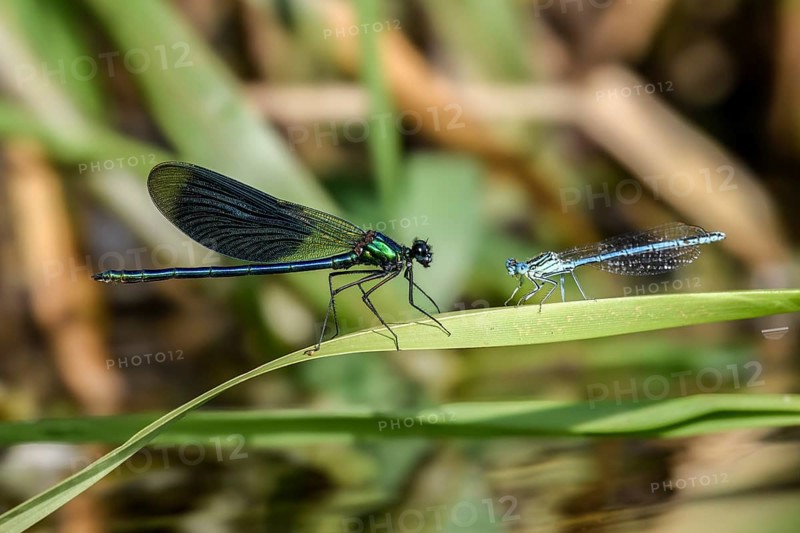 A Banded demoiselle (Calopteryx splendens) on the left and a White-legged damselfly (Platycnemis pennipes) sitting on a leaf in nature, Lower Saxony, Germany
