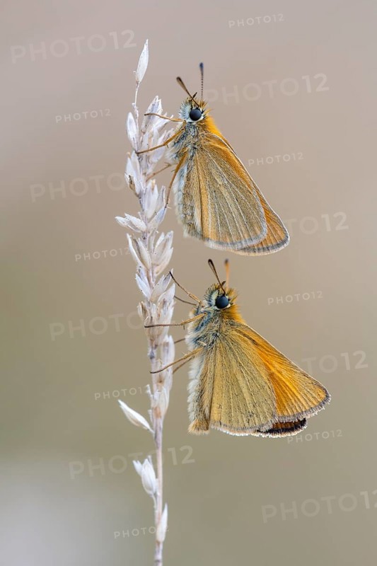 Large skipper (Ochlodes sylvanus), Ahlhorn, Lower Saxony, Germany