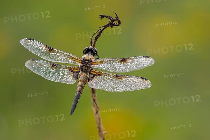 Four-spotted dragonfly (Libellula quadrimaculata), Ahlhorn, Lower Saxony, Germany