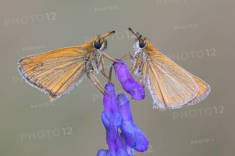 Large skipper (Ochlodes sylvanus), Ahlhorn, Lower Saxony, Germany