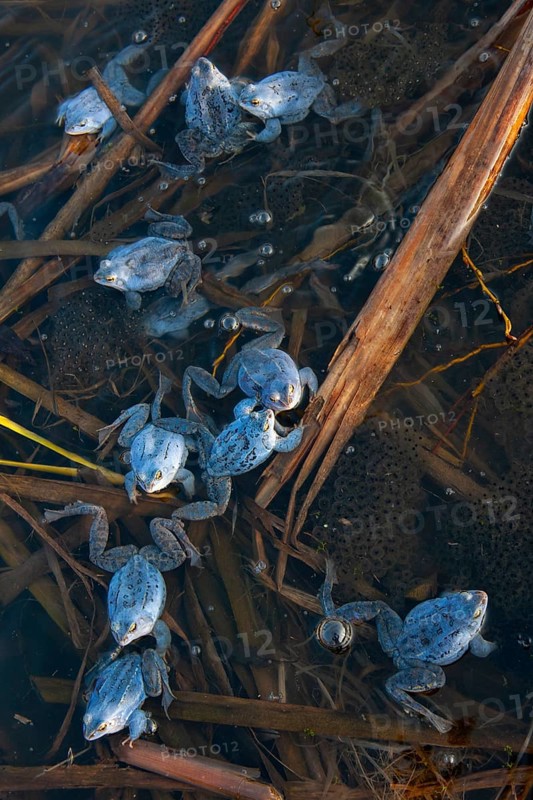 Blue moor frog (Rana arvalis) mating in the moor, Goldenstedter Moor, Lower Saxony, Germany