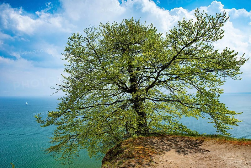 View of chalk cliffs in Jasmund National Park on Rügen, Sassnitz, Rügen, Mecklenburg-Western Pomerania, Germany