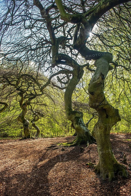 Süntel beech (Fagus sylvatica) in spring, Rügen, Lietzow, Mecklenburg-Vorpommern, Germany
