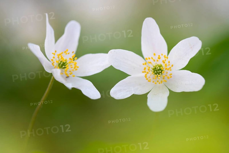 Wood anemone (Anemone nemorosa), Rügen, Sassnitz, Lower Saxony, Germany
