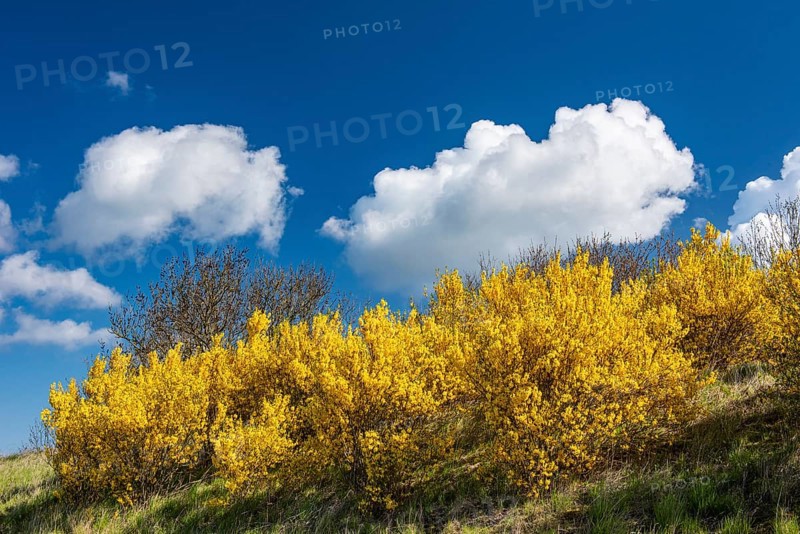 Flowering broom (Genista) at the Tempelberg on Rügen, Rügen, Bobbin, Mecklenburg-Vorpommern, Germany