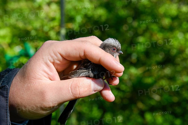 A long-tailed tit (Aegithalos caudatus) is carefully held in the hand, bird research, ringing, Münsterland, North Rhine-Westphalia, Germany