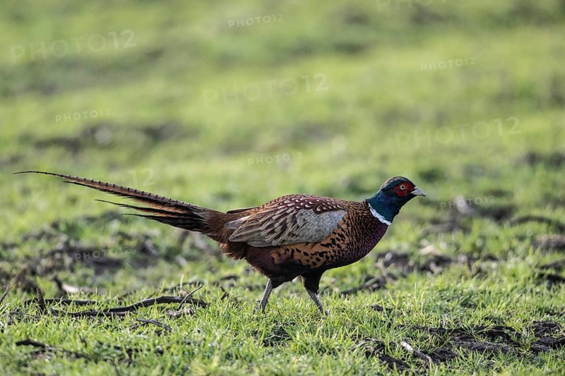 Hunting Pheasant (Phasianus colchicus), Emsland, Lower Saxony, Germany