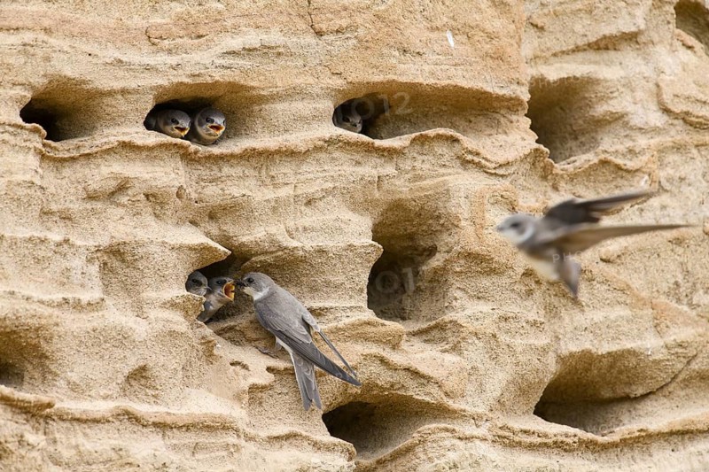 Sand martin (Riparia riparia) Young birds Chicks and feeding parents in a sand pit Sand excavation, Osnabrücker Land, Lower Saxony, Germany