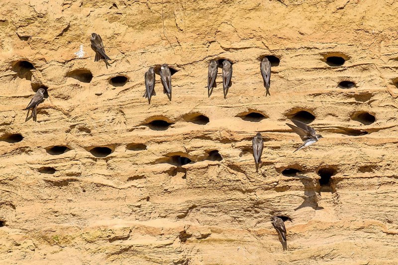Several sand martins (Riparia riparia) nest in a sand pit Sand excavation and use the natural depressions, Osnabrücker Land, Lower Saxony, Germany