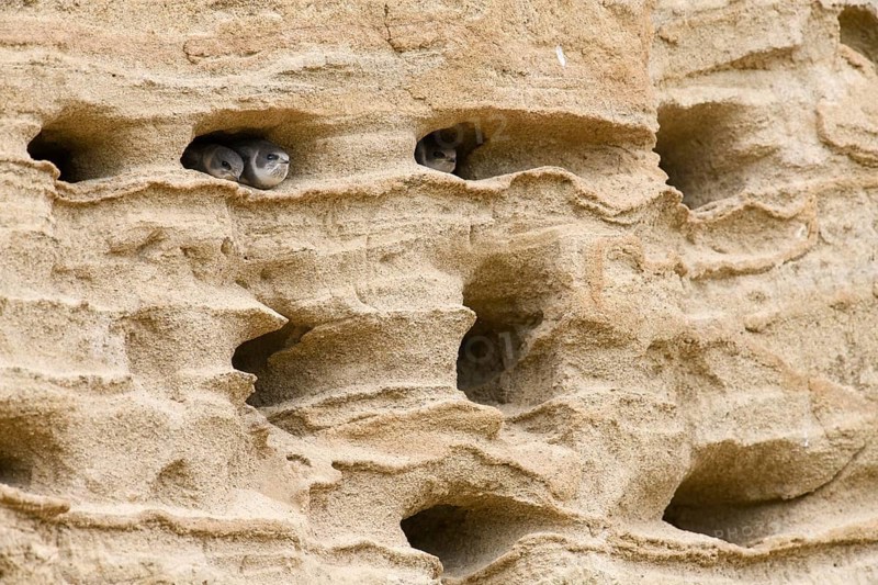 Sand martin (Riparia riparia) Juvenile chicks in a sand pit Sand excavation, Osnabrücker Land, Lower Saxony, Germany