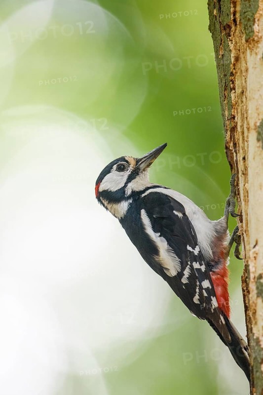 Great spotted woodpecker (Dendrocopos major) climbing on a tree trunk in a natural environment, Teutoburg Forest, Lower Saxony, Germany