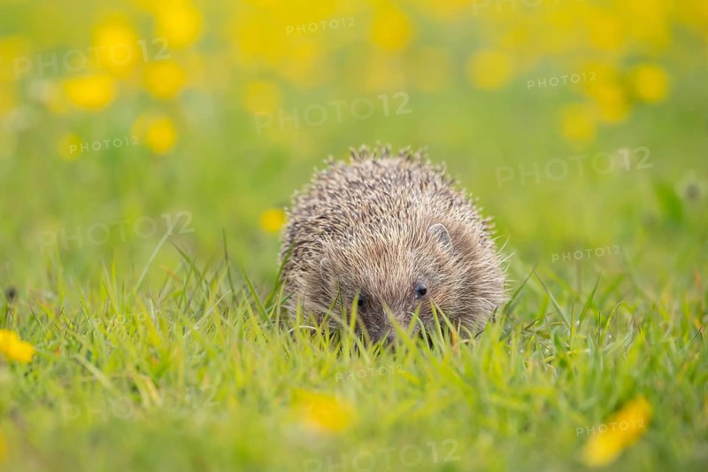 European hedgehog (Erinaceus europaeus) adult animal amongst Buttercup flowers in a meadow in summer, England, United Kingdom