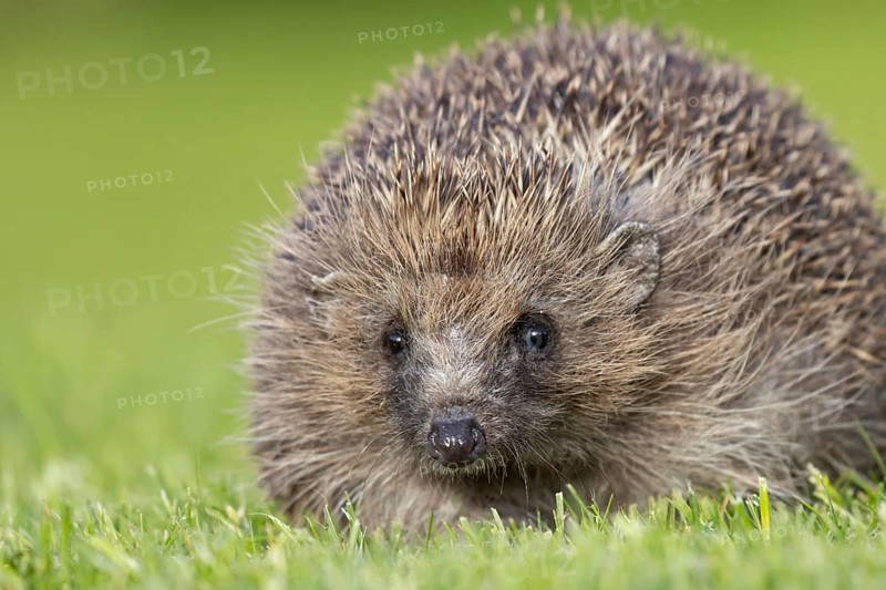 European hedgehog (Erinaceus europaeus) adult animal on a garden grass lawn, England, United Kingdom