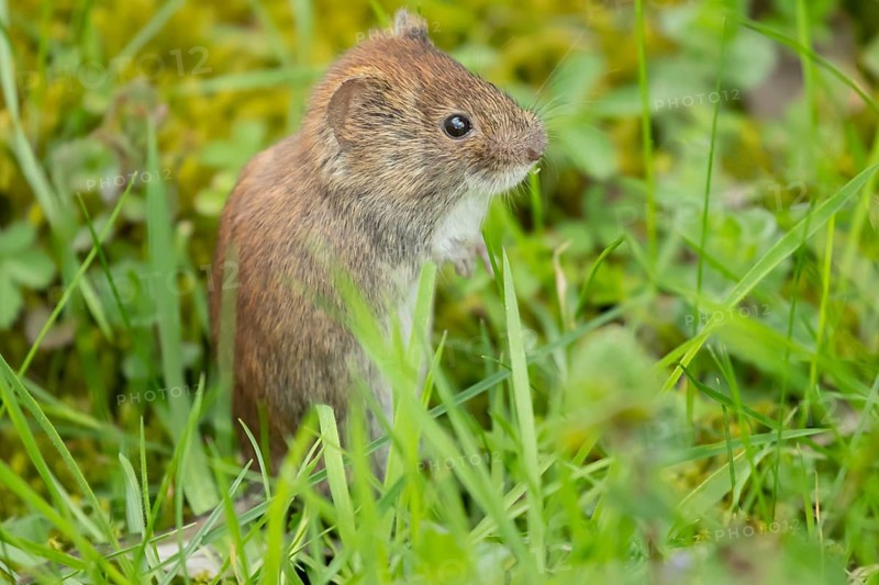 Field vole (Microtus agrestis) adult rodent animal in grassland, England, United Kingdom