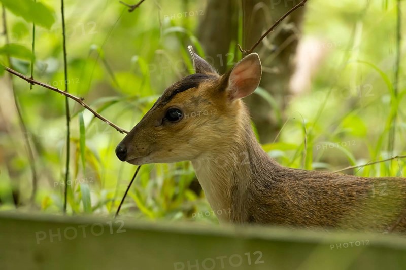 Muntjac deer (Muntiacus reevesi) juvenile baby fawn in a woodland, England, United Kingdom
