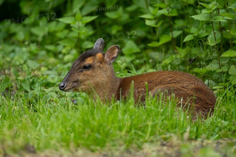 Muntjac deer (Muntiacus reevesi) adult animal sitting in grass, England, United Kingdom