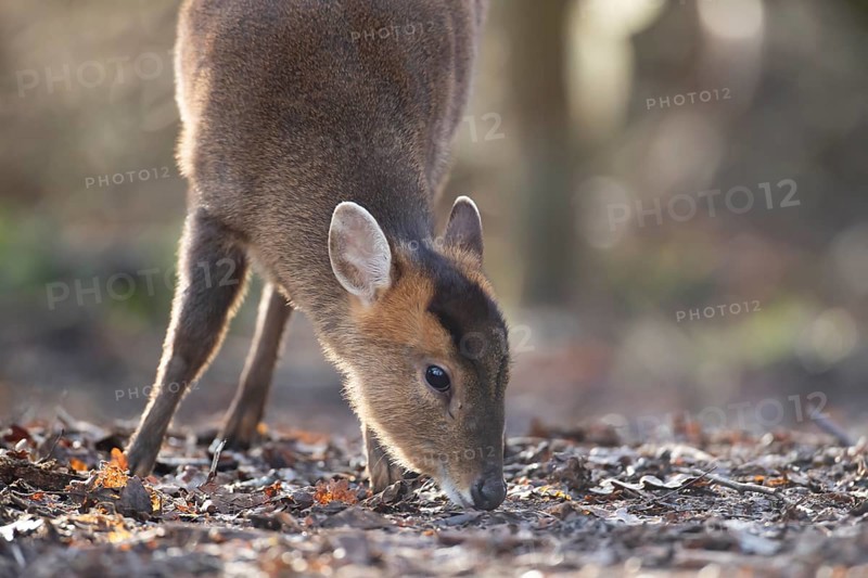 Muntjac deer (Muntiacus reevesi) adult animal feeding in a woodland, England, United Kingdom