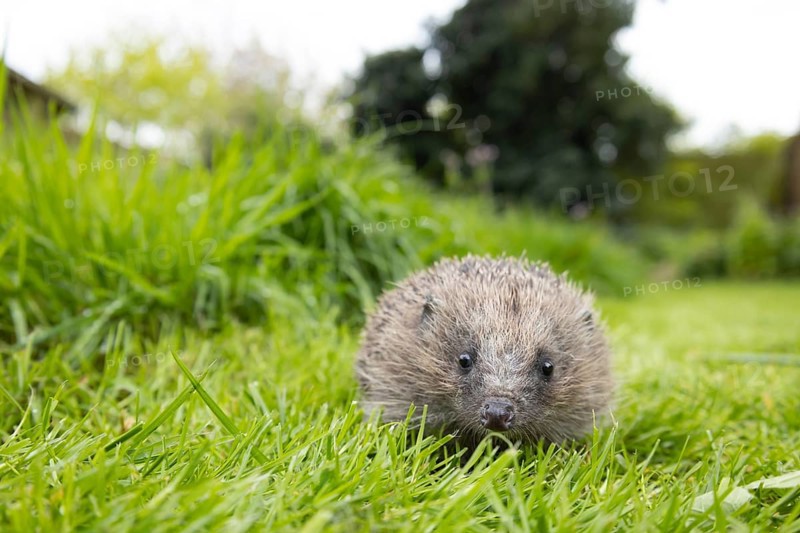 European hedgehog (Erinaceus europaeus) adult animal on a garden grass lawn next to an area of long grass, England, United Kingdom
