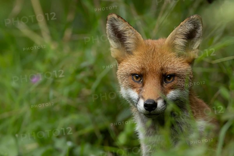 Red fox (Vulpes vulpes) adult animal in countryside grassland in summer, England, United Kingdom