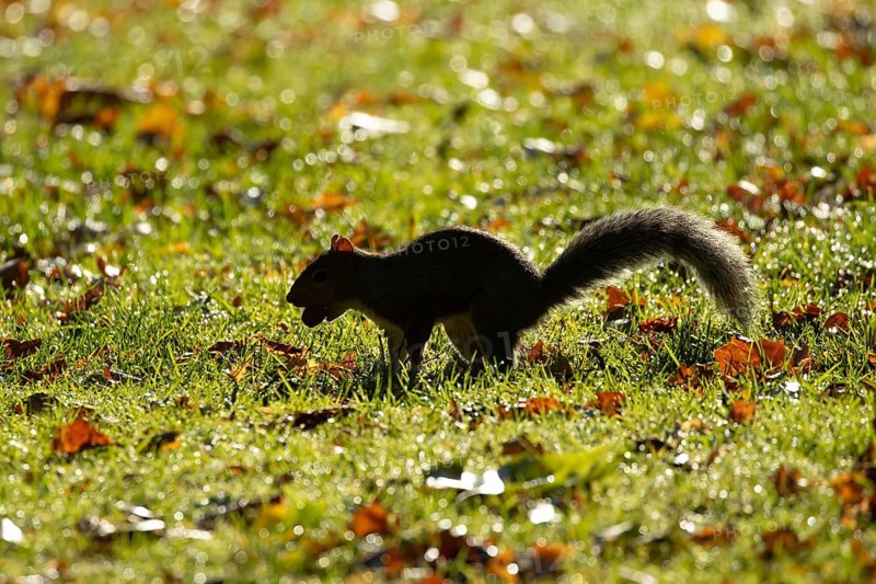 Grey squirrel (Sciurus carolinensis) adult animal with an acorn nut in its mouth, England, United Kingdom
