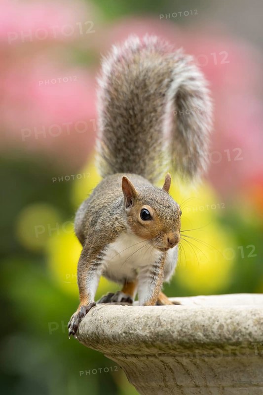 Grey squirrel (Sciurus carolinensis) adult animal on a garden bird bath in summer, England, United Kingdom