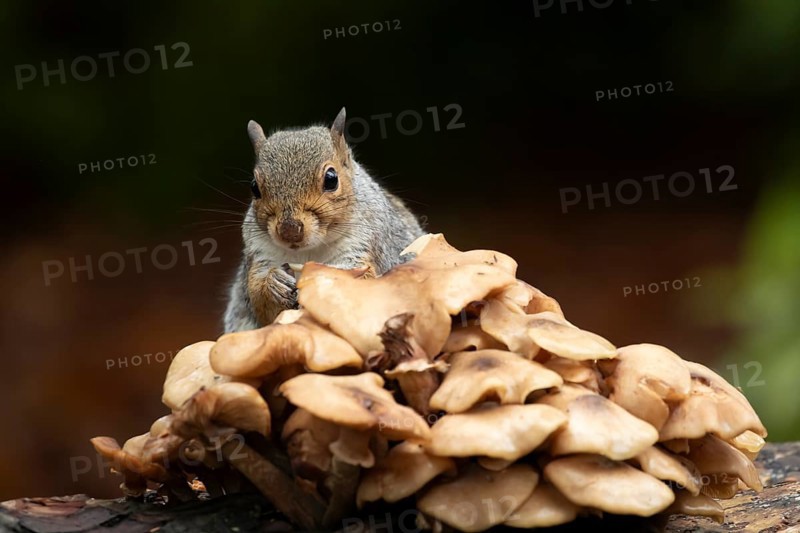 Grey squirrel (Sciurus carolinensis) adult animal feeding on fungi on a tree log in autumn, England, United Kingdom