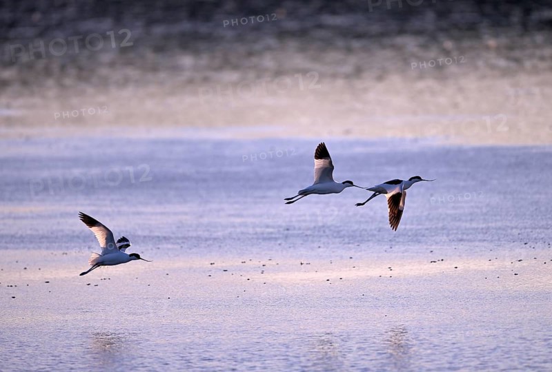 Three flying avocets (Recurvirostra avosetta) over water in backlight, Texel, North Holland, Netherlands Texel, North Holland, Netherlands