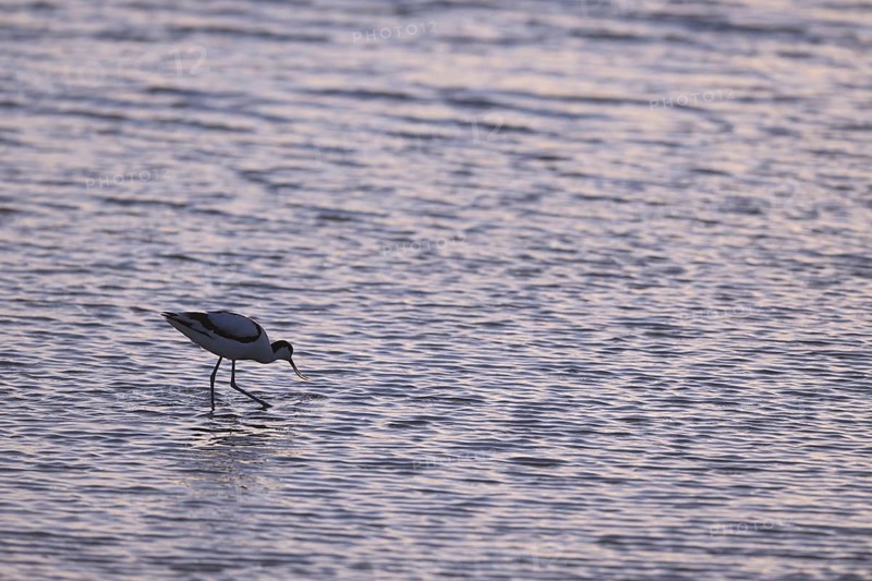 Avocet (Recurvirostra avosetta) in blue water against the light, Texel, North Holland, Netherlands