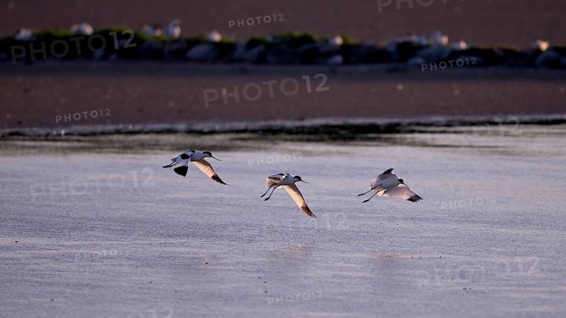 Three flying avocets (Recurvirostra avosetta) over water in backlight, Texel, North Holland, Netherlands