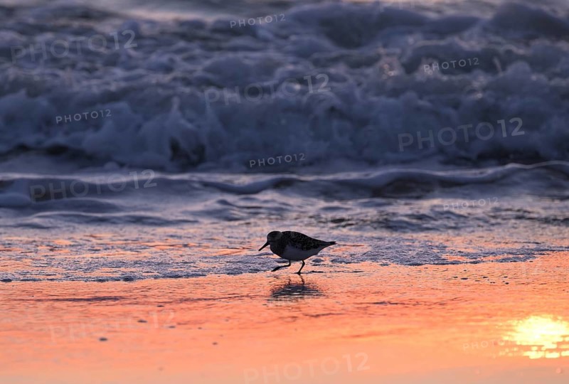 Sanderling (Calidris alba) on the beach with waves against the light, Texel, North Holland, Netherlands
