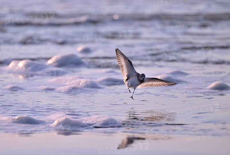 Sanderling (Calidris alba) flying on the beach, Texel, North Holland, Netherlands