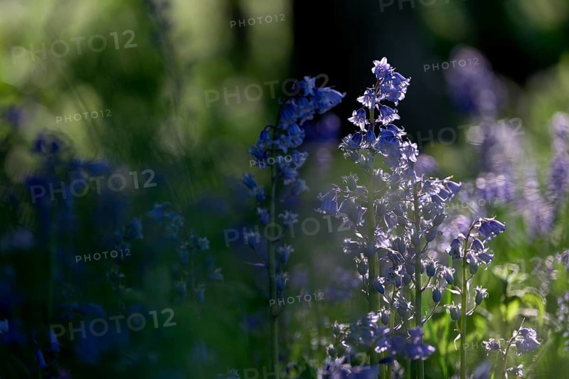 Flowering forest hyacinth (Hyacinthoides non-scripta), Texel, North Holland, Netherlands