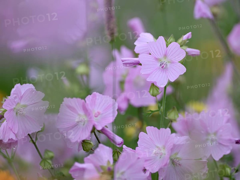 Species-rich, colourful flowering meadow with musk mallow (Malva moschata), Lower Rhine, North Rhine-Westphalia, Germany