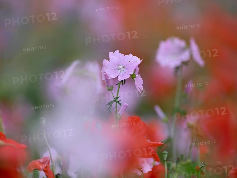 Species-rich colourful flowering meadow with musk mallow (Malva moschata) and poppy (Papaver rhoeas), Lower Rhine, North Rhine-Westphalia, Germany