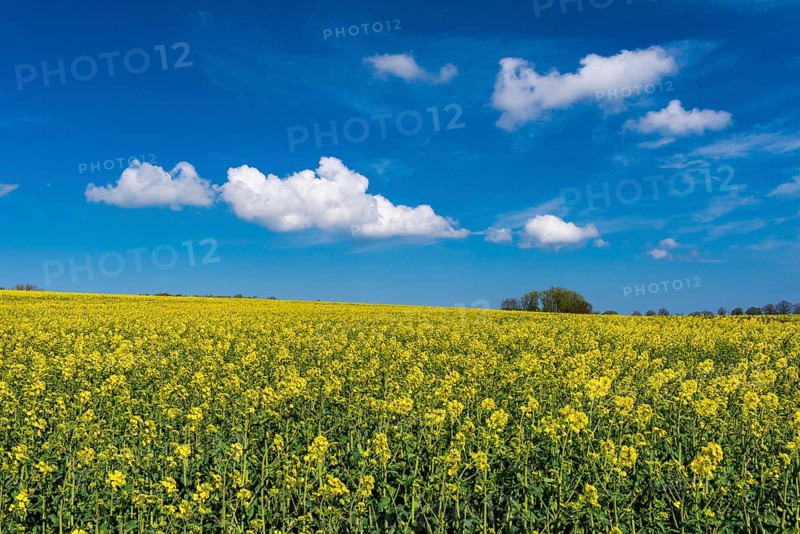 Rape field with blue sky and clouds, Rügen, Bergen, Mecklenburg-Western Pomerania, Germany