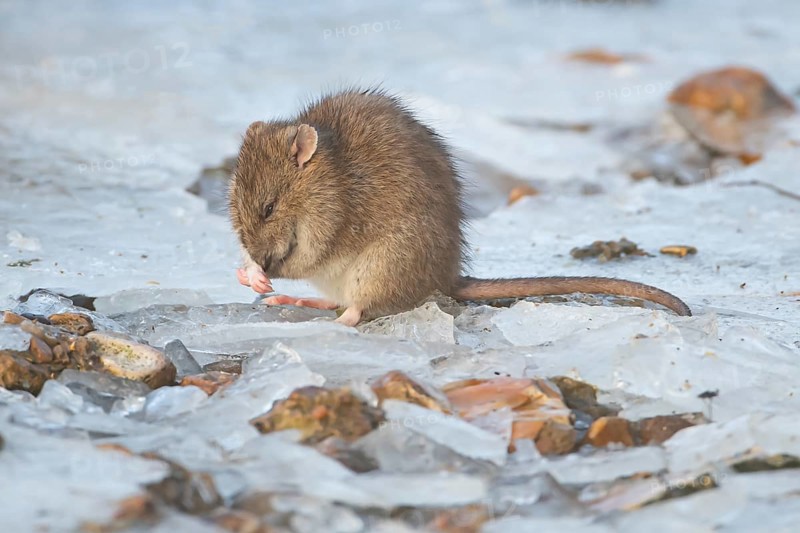 Brown rat (Rattus norvegicus) adult rodent animal washing its face on ice of a frozen lake in winter, England, United Kingdom