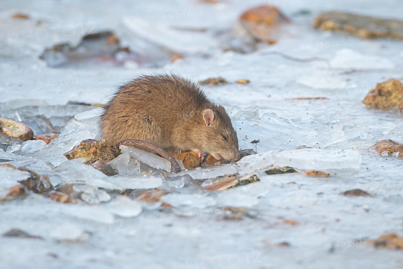 Brown rat (Rattus norvegicus) adult rodent animal feeding on seed on ice of a frozen lake in winter, England, United Kingdom