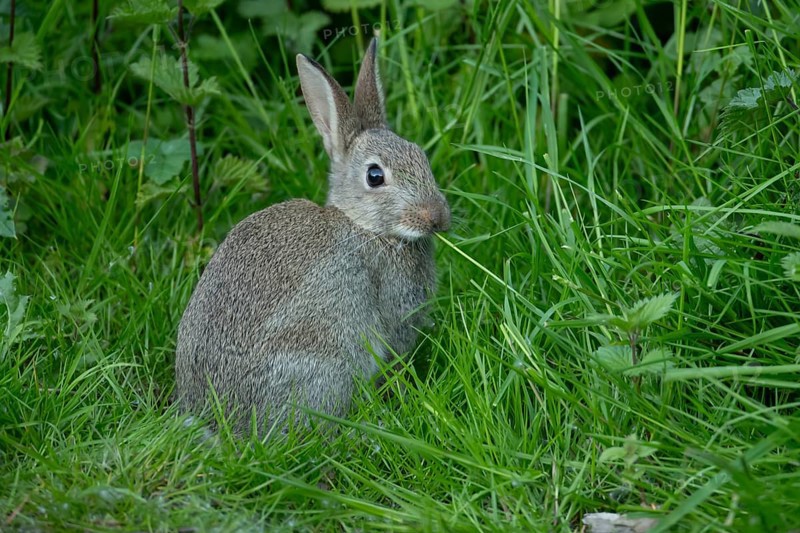 Rabbit (Oryctolagus cuniculus) adult animal eating grass, England, United Kingdom